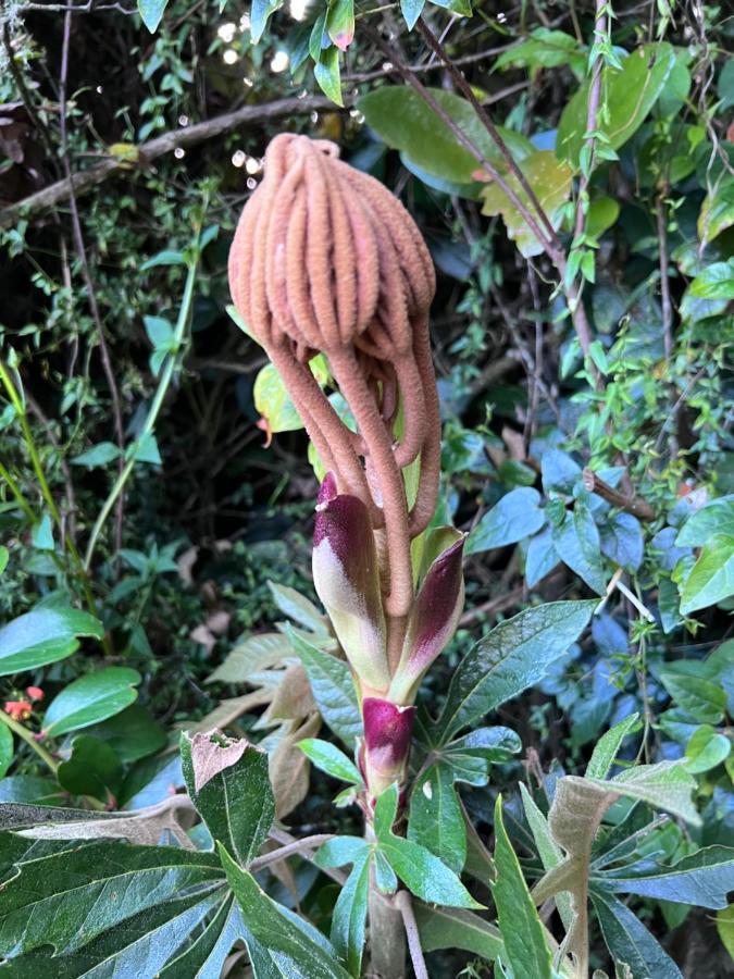 Mirador Bosque Gran Torino Neusa Cogua Eksteriør billede